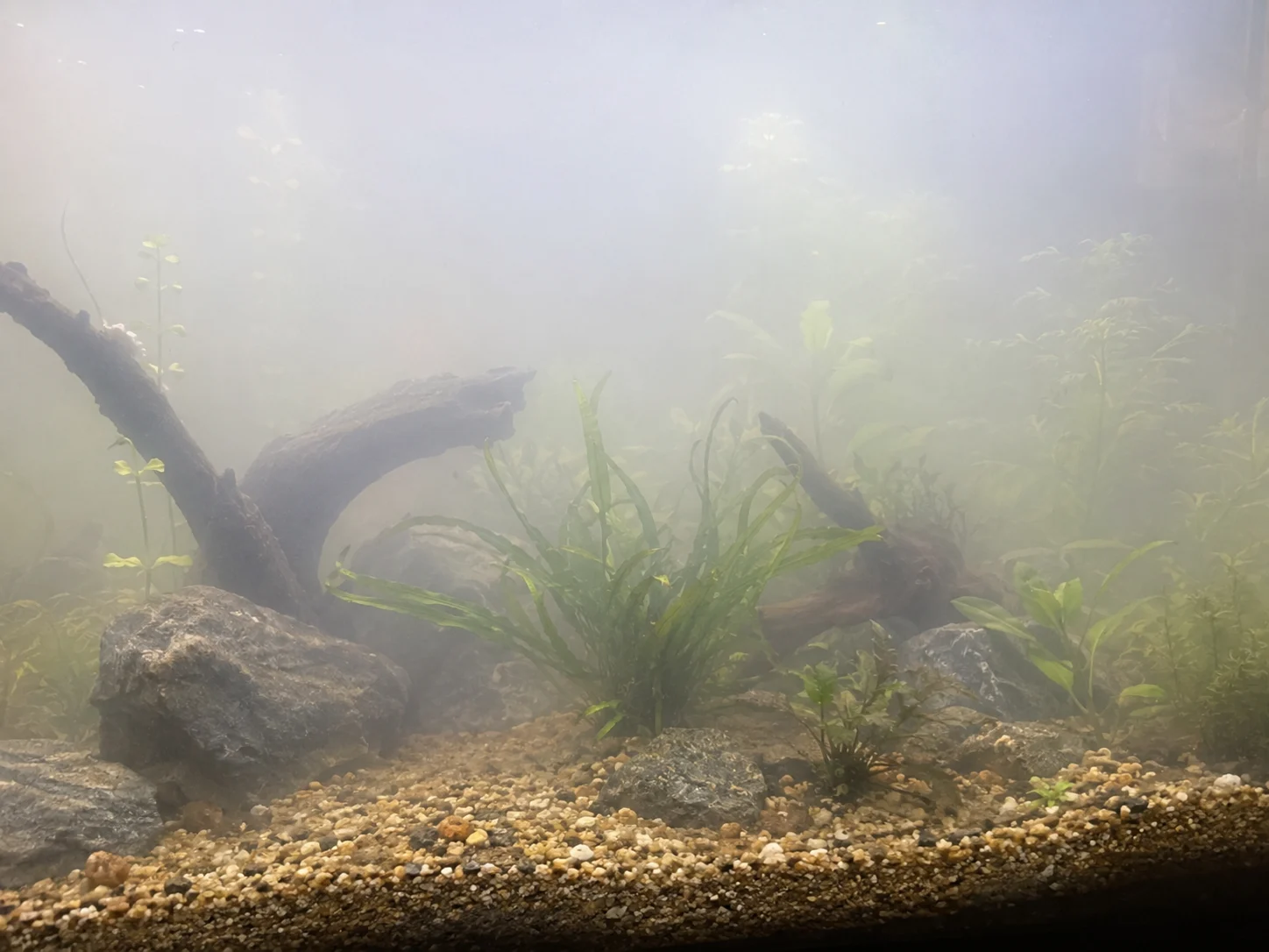 Bacterial Bloom causing cloudy white aquarium water