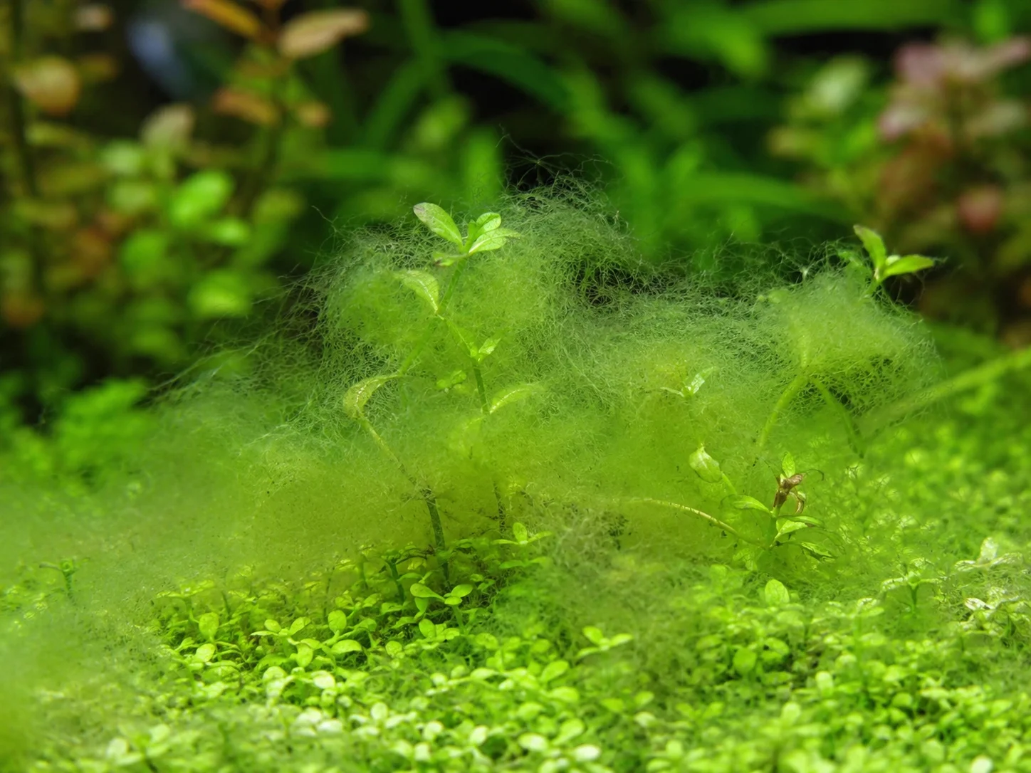 Rhizoclonium in aquarium on plant leaves
