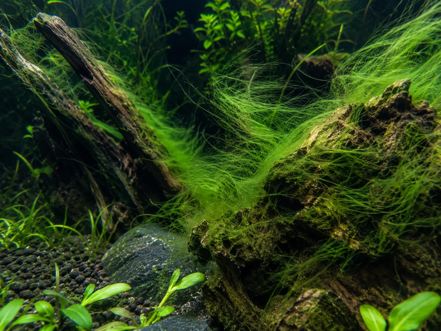 Hair Algae in aquarium on plant leaves