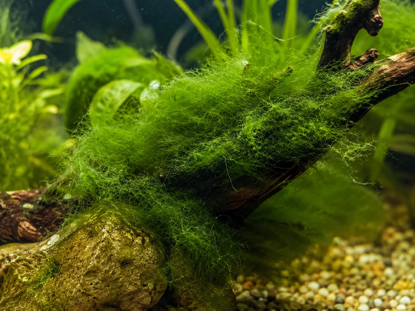 Cladophora in aquarium on plant leaves