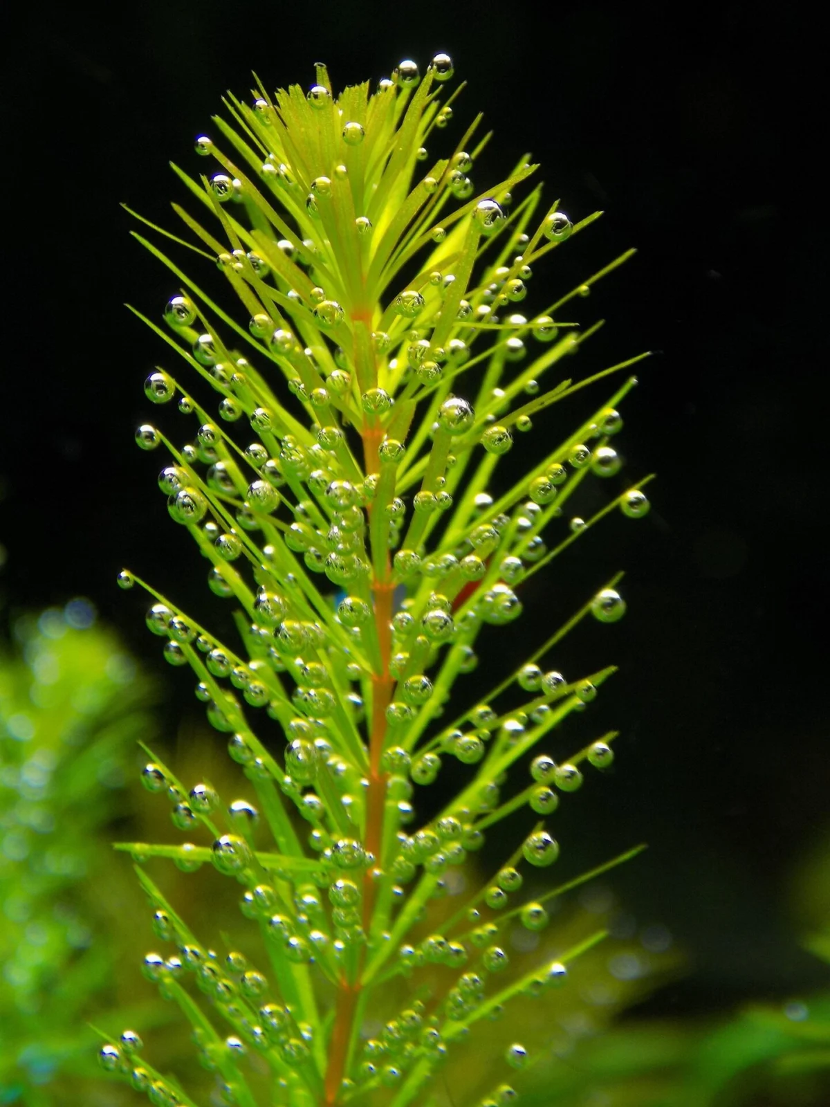 Ceratophyllum demersum aquarium plant