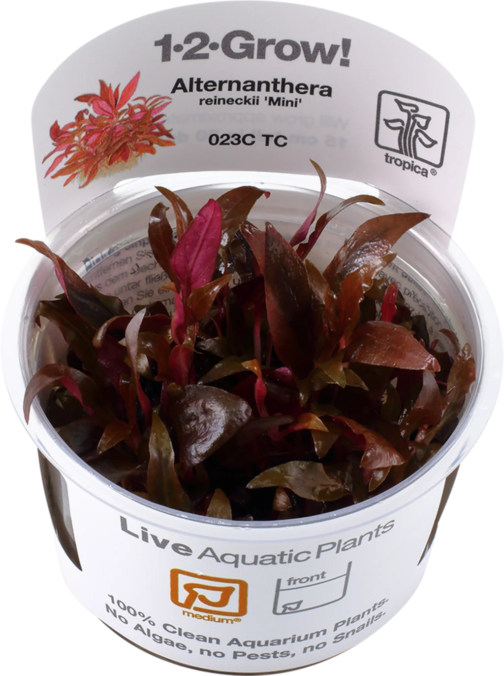 Alternanthera reineckii 'Mini'