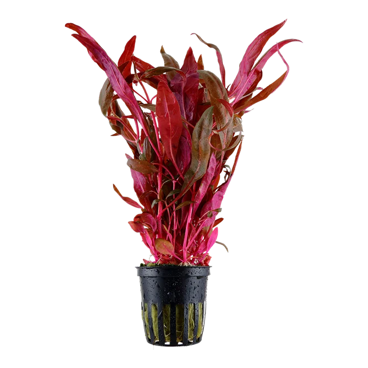 Alternanthera reineckii "Rosaefolia"