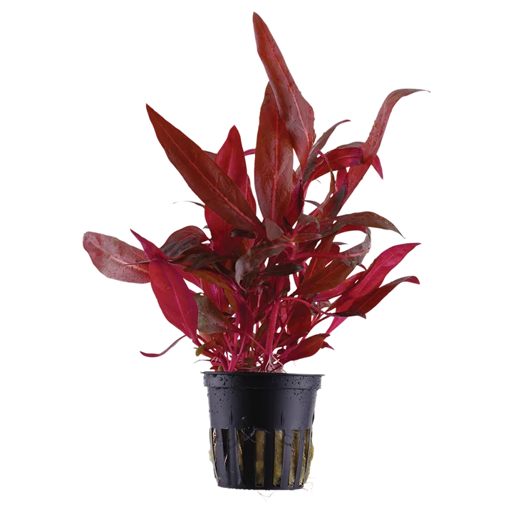 Alternanthera reineckii 'Rosanervig'