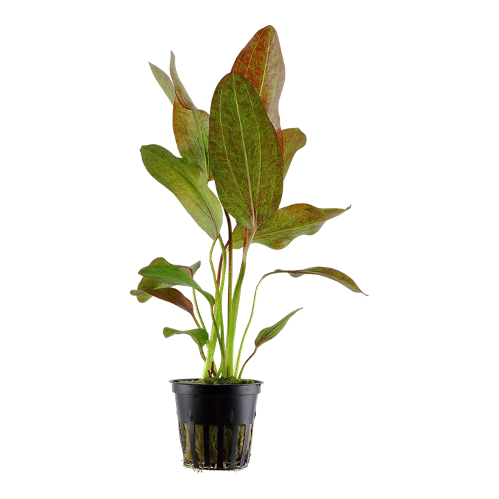 Echinodorus 'Ozelot Green'