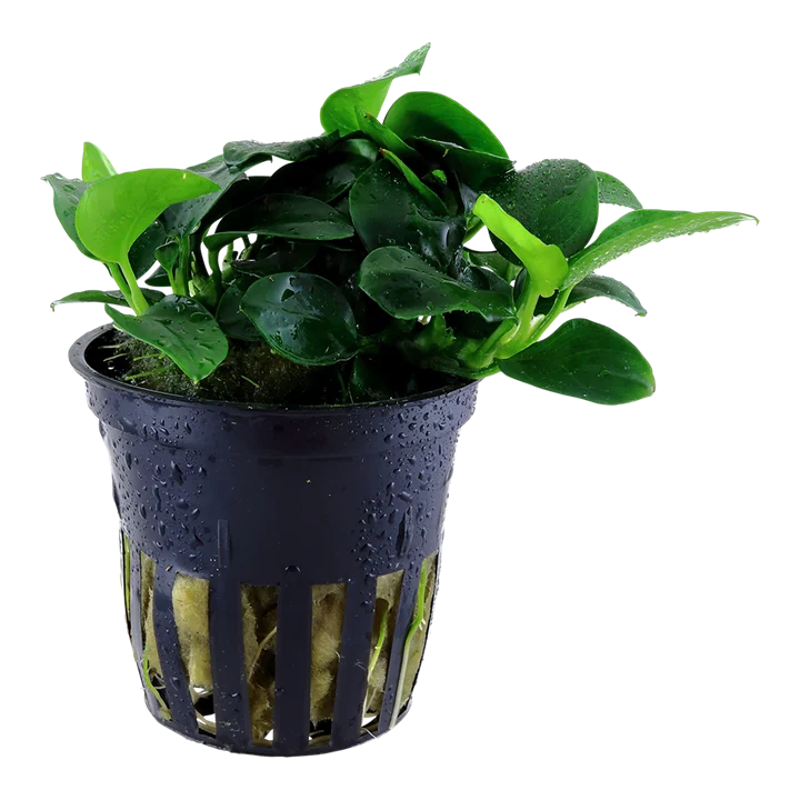 Anubias barteri var. nana 'Petite' ('Bonsai')
