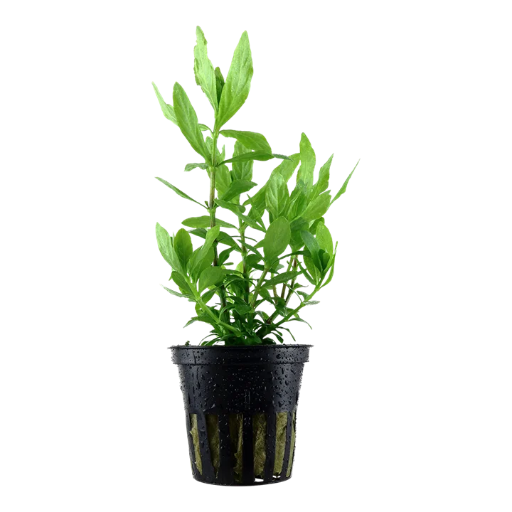 Hygrophila polysperma