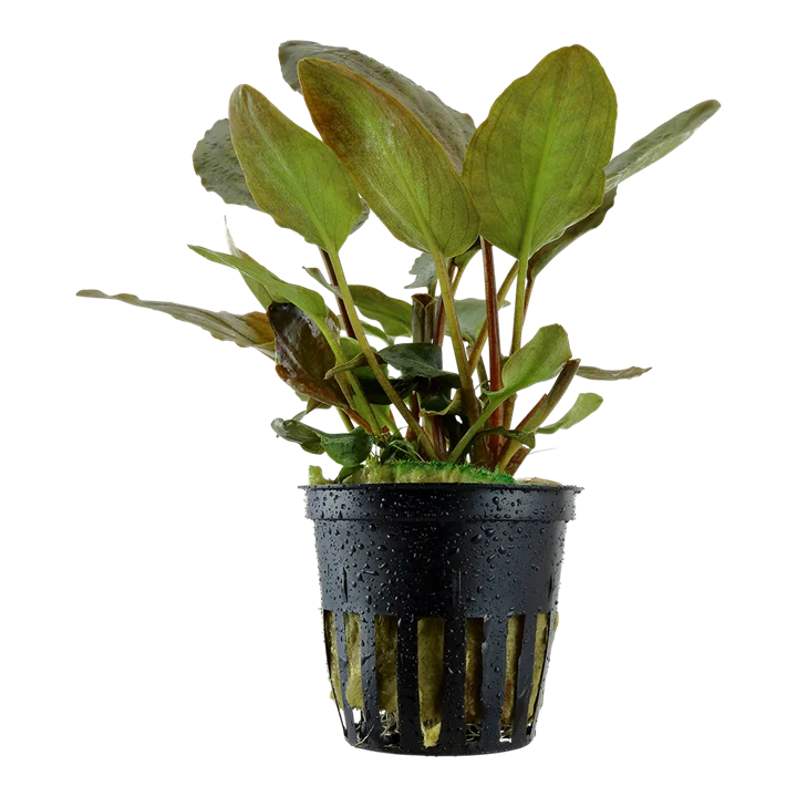 Lagenandra meeboldii "red" ("Red")