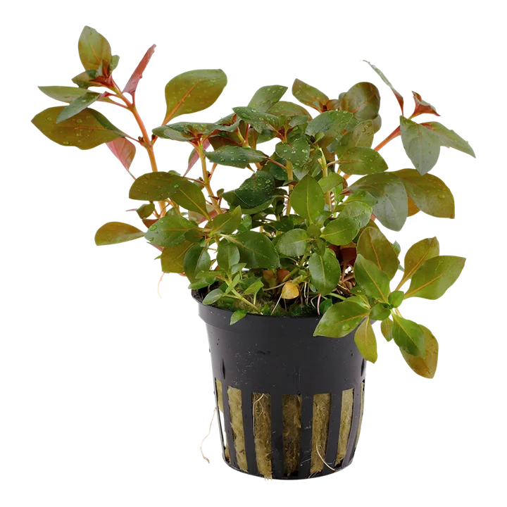 Ludwigia "Rubin"