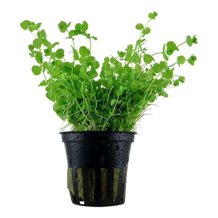 Micranthemum umbrosum