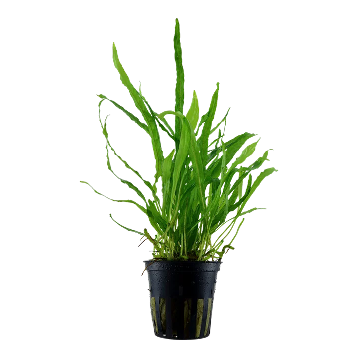 Microsorum pteropus 'Narrow'
