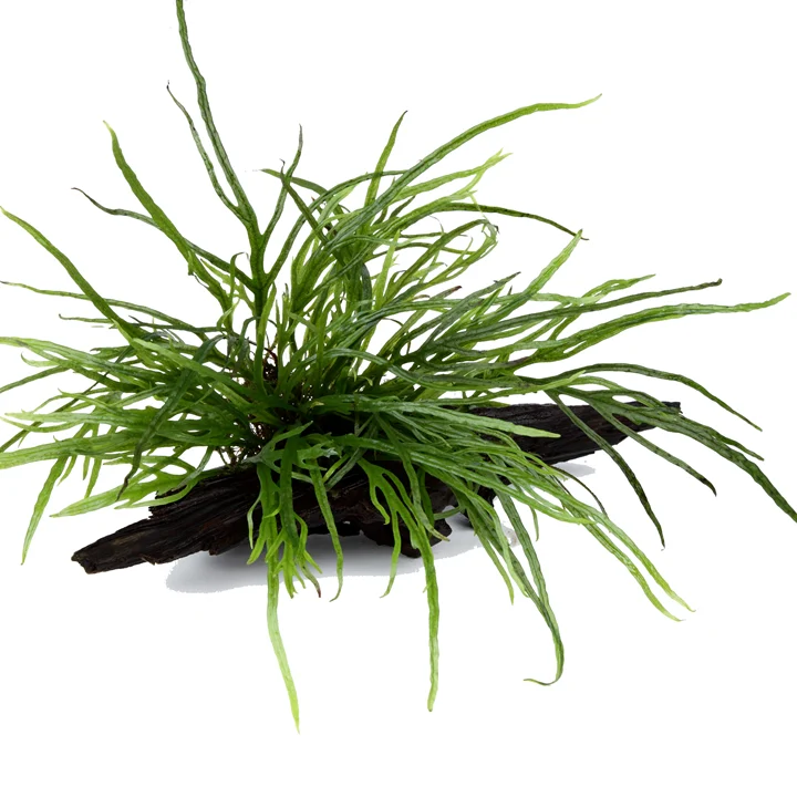 Microsorum pteropus 'Trident'