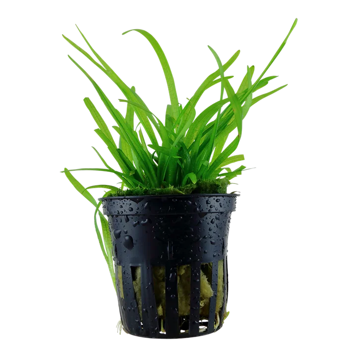 Sagittaria subulata aquarium plant
