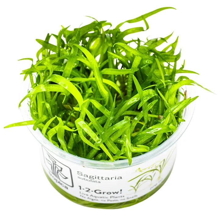 Sagittaria subulata "Needle" aquarium plant