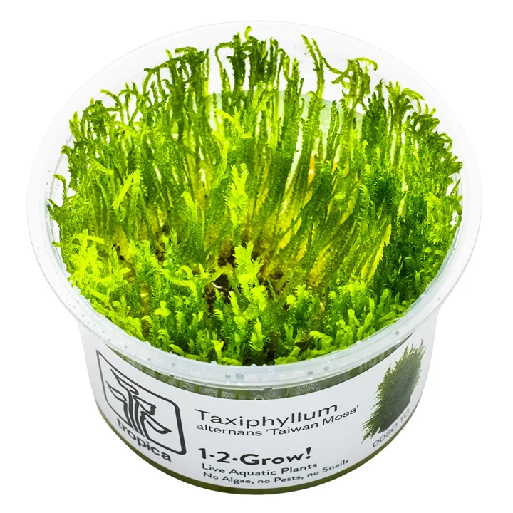 Taxiphyllum alternans "Taiwan Moss"