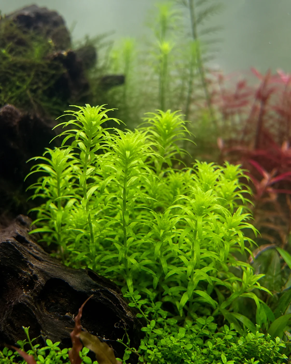 Tonina fluviatilis aquarium plant