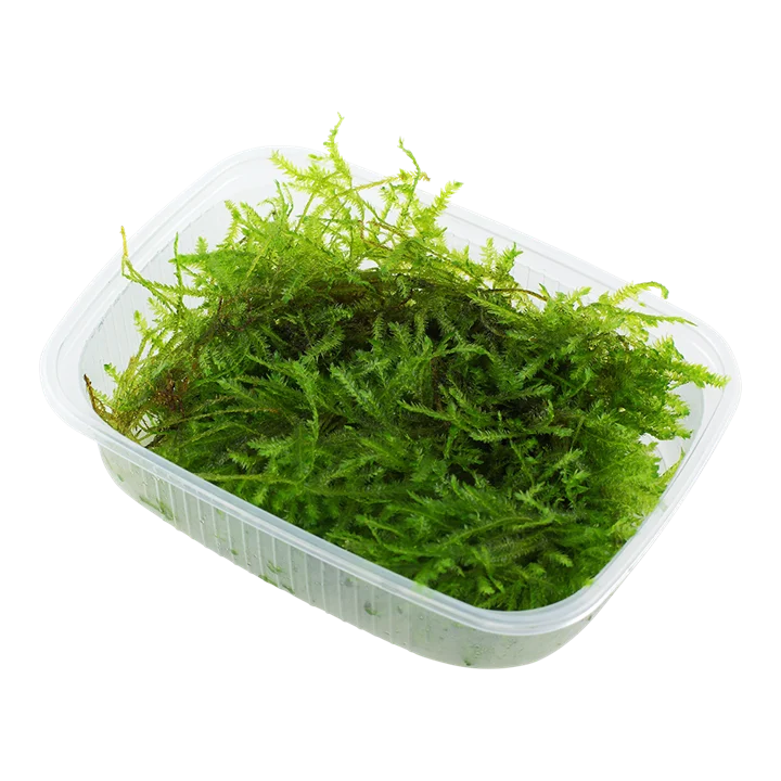 Vesicularia montagnei "Christmas Moss"