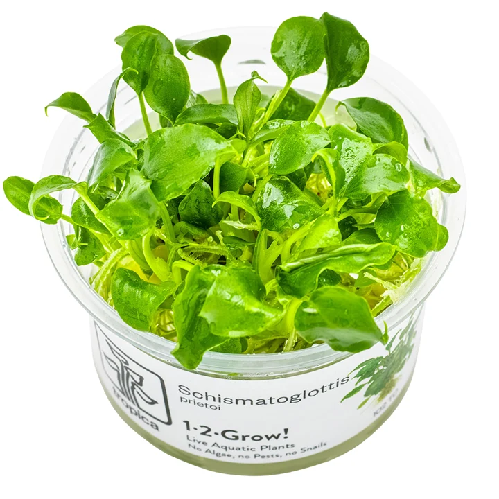 Schismatoglottis prietoi aquarium plant