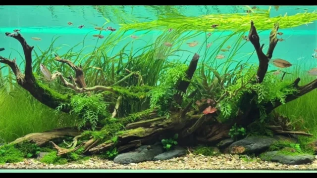 No algae. No chaos.
Just balance done right by @scape_your_life
.
.
.
.
.
.
.
.
.
#aquarium #aquascape #aquascaping #plantedtank #natureaquarium