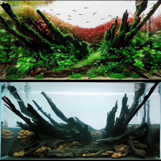 Lets cover some incredible #IAPLC works that doesnt show up in the Top 100.
Rank 324 - @hos_aquascape
⠀
💚💙Follow Aquariumlesson for more Aquarium and Aquascaping inspirations.
🐟🌱💧
.
.
.
.
.
.
.
.
.
.
#aquarium #aquariums #iaplc #aquascape