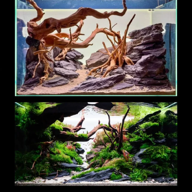 From raw hardscape to living atmosphere.
What started as stone, wood, and negative space turned into a lush underwater scene full of depth, contrast, and energy.
This is why aquascaping is more than decoration — it’s transformation. Amazing work done by @ichhabeeinaquascapezuhause
.
.
.
.
.
.
.
.
.
#aquascape #aquascaping #plantedtank #aquariumdesign #natureaquarium