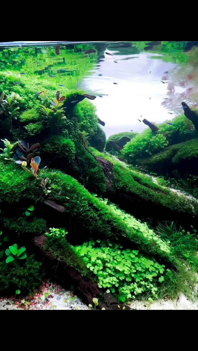 A quiet world beneath the surface. 🌱
Where light, flow, and growth come together in perfect harmony.
This is more than an aquarium — it’s a living landscape by @coutrinaquascaping
.
.
.
.
.
.
.
.
.
#aquascape #underwaterworld #aquariumhobby #plantedtanklove #natureinspired