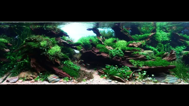 Lets cover some incredible IAPLC works that doesnt show up in the Top 100.
⠀
Rank 105
by @hh.aquadecor#NatureAquarium #Aquascape #AquariumDesign #UnderwaterArt #PlantedTank #AquascapingWorld #ScapeArt #NatureInspiration #Aquarium #AquaticPlants #AquariumDecor #GreenWorld #LivingArt #AquariumInspo #IAPLC #iaplc2025