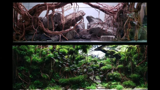 Same layout. Just time, patience, and letting it grow into itself.
This is why the beginning never looks like the vision in your head. By @cliffhui🏷Save it for later.
.
.
.
.
.
.
.
.
.
.
.
#aquascape #aquascaping #plantedtank #aquariumdesign #aquariumhobby