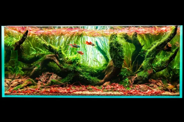 Lets cover some incredible IAPLC works that doesnt show up in the Top 100.
⠀
Rank 166
by master masashi ono (aquaono4493)
🐟🌱💧
.
.
.
.
.
.
#aquarium #aquariums #aquariumfish #aquariumlife #aquariumsofinstagram #aquariumhobby #aquariumfun #aquariumsdaily #aquariumdesign #AquariumPlants #aquariumcase #aquariumaddict #aquariumfans #aquascape #aquascaper #aquascapeindonesia #aquascapes #aquascapegods #aquascapeplant #aquascapers #freshwateraquarium #freshwateraquariumfish #artistsofinstagram #plantedtank #fishtank #nature #aquariumlesson #iaplc2025 #iaplc