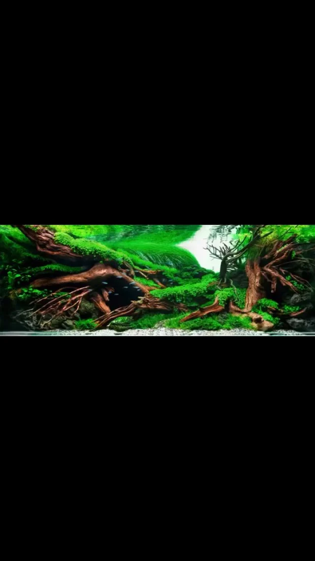 Timelaps - 15 months of work in a few seconds by @javo_aquascaping
Proof that patience creates the most stunning layouts.
Save this for your next scape idea. 🌿✨
.
.
.
.
.
.
.
.
#aquarium #aquascaping #plantedtank #aquascape #aquariumhobby