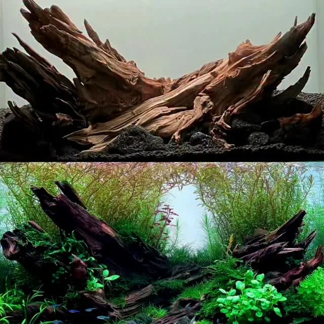 From this…
to this 🌿Nature doesn’t just appear. It evolves.
By @takacsz1980
.
.
.
.
.
.
.
.
.
.
.
#aquascape #aquascaping #beforeandafter #plantedaquarium