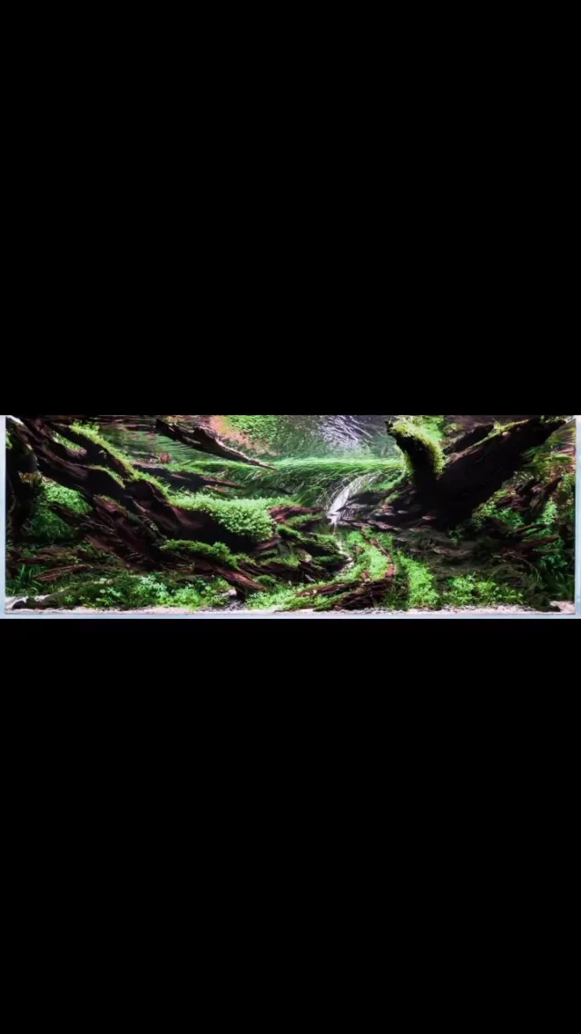 Every masterpiece starts as controlled chaos.
Wait for the final image… 🌿🔥
Before ➡️ After
IAPLC 2025 Place 35 by @m__a__r__c__o__k
.
.
.
.
.
.
.
.
#aquascaping
#aquariumhobby
#natureaquarium
#plantedtank
aquascapedesign