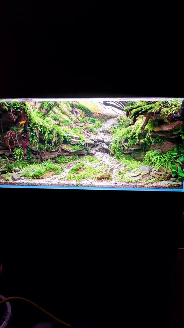 A glimpse into nature’s calm — where every stone and plant finds its perfect balance. 🌱Made by @aquascapingcreativeart
.
.
.
.
.
.
#AquariumLesson #Aquascaping #NatureStyle #AquariumDesign #PlantedTank #AquascapeArt #IAPLC2024 #IAPLC2025 #Aquariumcontest #aquariumhobby #plantedaquarium #aquaticplants