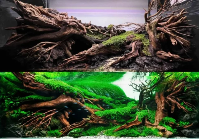 Let's share this beautiful hobby!Masterpiece made by @javo_aquascaping
for IAPLC 2025, Rank 71.➡️Follow @aquariumlesson for inspiration from the world’s most beautiful aquascapes.
.
.
.
.
.
.
#AquascapeArt #PlantedAquarium #NatureAquarium #AquascapeInspiration #AquariumLove #AquariumPassion #UnderwaterNature #AquaticPlants #AquariumPhotography #AquascapingArt #islandaquascape #colorfulaquarium #FishTankLife #AquaScenery #NaturalAquarium #ZenAquarium #AquascapeCommunity #iaplc2025 #iaplc