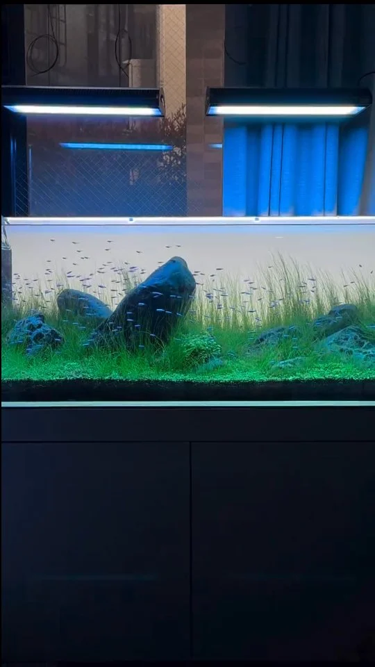 We love to inspire you. 💙💚
Stunning Iwagumi Layout made by @aquarium_takezoo
.
.
.
.
.
.
.
.
.
.
.
.
#aquariumhobby #iwagumiaquascape #plantedtank #aquascape #aquariuminspiration
