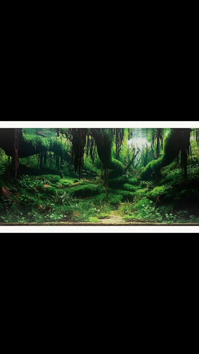 Veins of Nature II 🌿
A whole forest, living underwater.
Roots, light and time — nothing else.
Made by the talented @beardscaper#Aquascape #NatureAquarium #UnderwaterWorld #ArtOfNature #Aquascaping #ForestAquarium #NatureDesign #VisualArt #Aquariumlesson #Aquascapingideas #ForestAquascape #PlantedAquarium #IAPLC #RelaxingVideo #SoothingVibes #PlantedTank