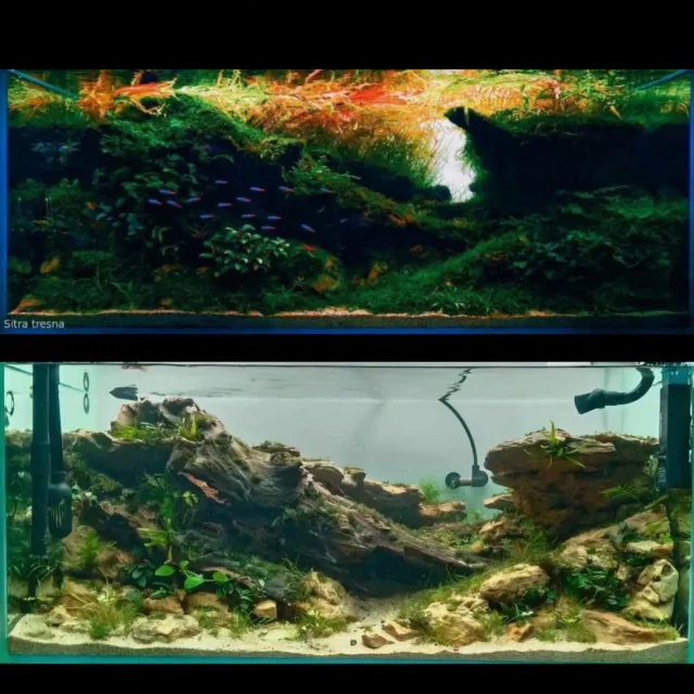 Trust the process. 💙💚
Great work by @nanoscapes_
.
.
.
.
.
.
.
.
.
.
.
#aquascaping #aquariuminspiration #aquariumhobby #aquariumdesign #aquariumlesson