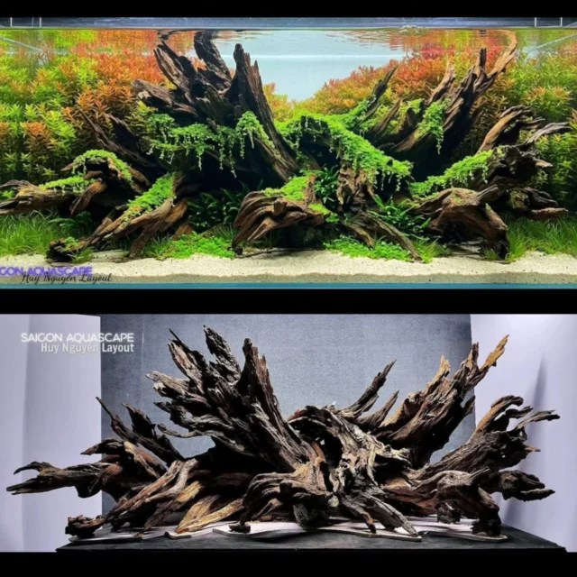 From raw driftwood chaos to a living underwater masterpiece 🌿
A powerful hardscape layout built around texture, depth and natural flow. This is where aquascaping starts to feel like art.
By artist @huynguyenaquascaper#aquascaping #plantedtank #aquariumdesign #driftwood #natureaquarium
